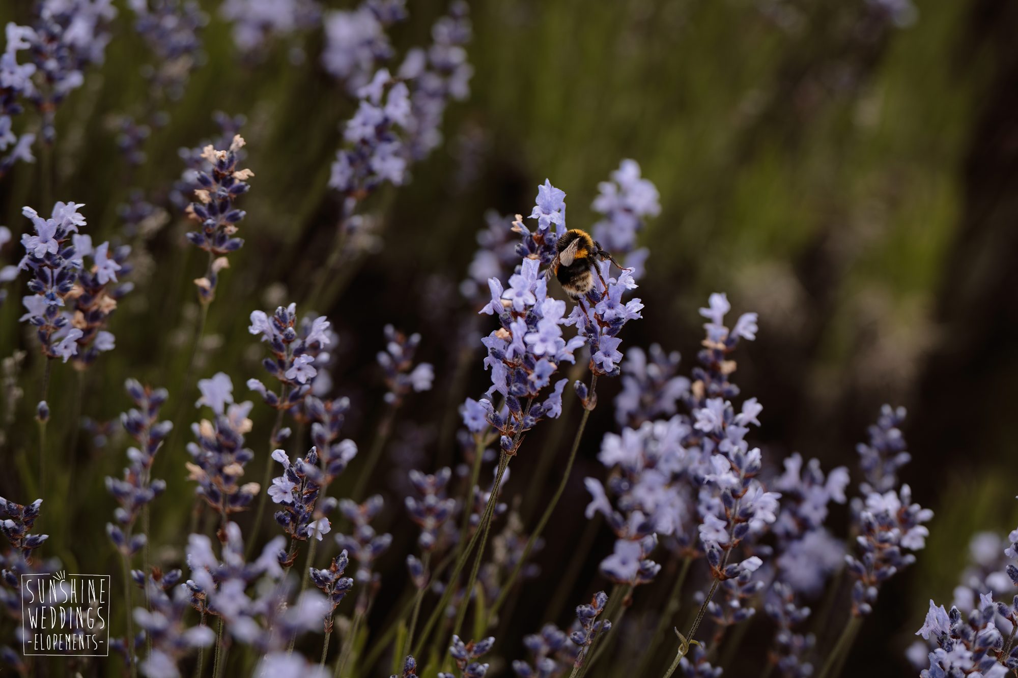 kaylah-michael-blog~38